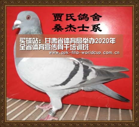 买球站：甘肃省体育局举办2020年全省体